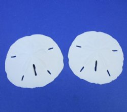 4 to 4-1/2 inches Wholesale Florida Round Sand Dollars - Flat of 120 @ .82 each<font color=red> (LOCAL PICKUP ONLY - CANNOT BE SHIPPED)</font color=red>