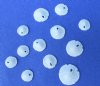 1/4 to 1/2 inch Wholesale Tiny Florida Round Sand Dollars (We do not replace broken sand dollars) Packed 400 @ .08 each