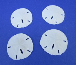 Wholesale Florida Round Sand Dollars 1-1/2" - 2" - (We do not replace broken sand dollars) - 600 pcs @ $.18 each