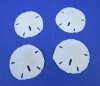 1-1/2 inch to 2 inch Wholesale Florida Round Sand dollars  (We do not replace broken sand dollars) - Packed 100 @ .18 each