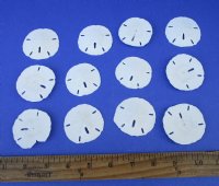 Wholesale Florida Round Sand Dollars 1-1/2" - 2" - (We do not replace broken sand dollars) - 600 pcs @ $.18 each