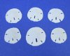 1-1/4" to 1-1/2" Wholesale Florida Round Sand Dollars - (We do not replace broken sand dollars) Bag of 200 @ .17 each 