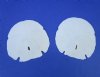 5 to 5-1/2 inches arrowhead sand dollars wholesale - Case of 120 @ 1.25 each - <font color=red> (LOCAL PICKUP ONLY -- CANNOT BE SHIPPED)</font>