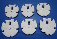 3 to 3-3/4 inches Wholesale Mexican Keyhole Sand Dollars - 10 pcs @ $1.20 each; 50 pcs @ $1.05 each