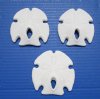 3 to 3-3/4 inches Wholesale Mexican Keyhole Sand Dollars - Pack of 10 @ $1.20 each; Pack of 50 @ $1.05 each