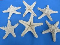 Wholesale Red Knobby Starfish painted white 6 inches to 8 inches - 6 pcs @ $1.70 each 