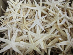 Philippine White Flat Starfish