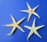 Wholesale Philippine Flat starfish 4 inch to 4-3/4 inch - 100 pc @ $.27 each 