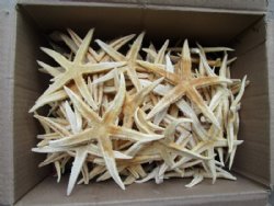 Wholesale Philippine Flat starfish 4 inch to 4-3/4 inch - 400 pcs @ $.24 each 