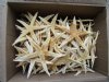 Wholesale Philippine Flat starfish 4 inch to 4-3/4 inch - Sold in box of 100 pc @ $.27 each 