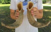 Matching Pair of Sheep Horns wholesale 20 inches to 22 inches - $32 a pair - 4 pair @ $28/pair