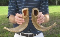 Matching Pair of Sheep Horns wholesale 20 inches to 22 inches - $32 a pair - 4 pair @ $28/pair
