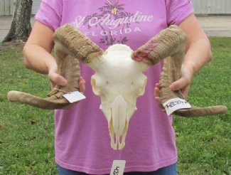 Sheep Skulls - Ram Skull Hand Picked Pricing
