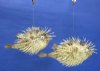 Porcupine fish or Porcupine blowfish with sharp spines 4 to 5 inches -  Case of 180 pcs @ $1.75 each (Signature Required)