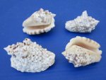 Wholesale Silver Conch Shells 2-1/2 to 3 inches - Case of 20 kilos @ $2.25/Kilo