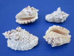 Wholesale Silver Conch Shells -  2-1/2 to 3 inches - 5 kilo bag @ $2.00 a kilo 