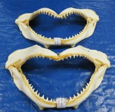 10 pc lot of 3 inch Spinner Shark jaws teeth mouth taxidermy S 