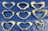 3-3/4"- 4-3/4" Shark Jaws Wholesale from Taiwan -  Packed: 10 pieces @ $2.75 each; Packed: 30 pcs @ $2.45 each 