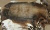 Wholesale African Blesbok Skins, Blesbuck Hides, Grade B -  $55.00 each, 5 or more @ $49.00 each (You will receive one similar to the one pictured.)  