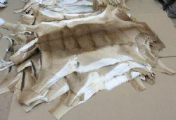 Impala Skins, Hides