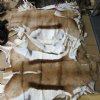 Wholesale African Springbok Skins Hide Rug for African Themed Decor Grade B  - $50.00; 5 pcs @ $45.00 each 