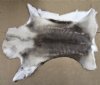 Wholesale Craft Grade Tanned Reindeer hides, reindeer skins imported from Finland  - $68.00 each (You will receive one similar to the photos) 