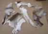 Wholesale Scrap pieces of Tanned Reindeer hides, reindeer skins imported from Finland in assorted colors, sizes and shapes  - Packed: 8 pcs @ $13 each (You will receive one similar to the photos) 