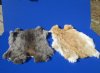 Wholesale Natural Fur Rabbit Skins for sale colors will vary but mostly grays and brown - size range is 15x10 to 17x12. You will receive a skin similar to the photos - Packed: 2 pcs @ $9.50 each; Packed: 8 pcs @ $8.75 each
