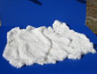Wholesale White Fur Rabbit Skins for sale - size range is 15x10 to 17x12. - 2 pcs @ $8.50 each; 8 pcs @ $7.75 each