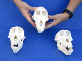 Wholesale Female African Chacma Baboon skull - $170.00 each; 3 or more @ $153.00 each (CITIES #P-000023748)