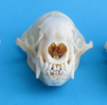 Wholesale badger skulls from North America 4 to 4-3/4 inches - $55 each;6 pcs @ $49 each  (skulls glued shut, not whitened)