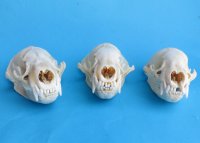Wholesale badger skulls from North America 4 to 4-3/4 inches - $55 each;6 pcs @ $49 each  (skulls glued shut, not whitened)