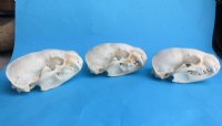 Wholesale badger skulls from North America 4 to 4-3/4 inches - $55 each;6 pcs @ $49 each  (skulls glued shut, not whitened)