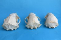 Wholesale badger skulls from North America 4 to 4-3/4 inches - $55 each;6 pcs @ $49 each  (skulls glued shut, not whitened)