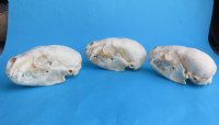 Wholesale badger skulls from North America 4 to 4-3/4 inches - $55 each;6 pcs @ $49 each  (skulls glued shut, not whitened)