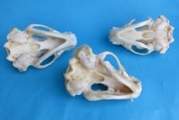 Wholesale badger skulls from North America 4 to 4-3/4 inches - $55 each;6 pcs @ $49 each  (skulls glued shut, not whitened)