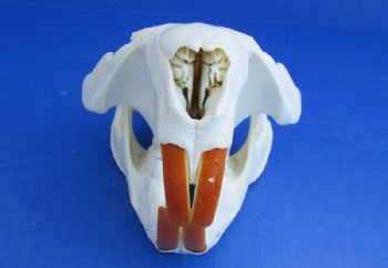 Wholesale A-Grade North American Beaver Skulls - $29.00 each; 6 pcs @ $26.00 each  