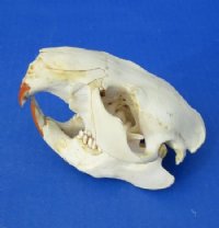 Discounted Beaver Skulls