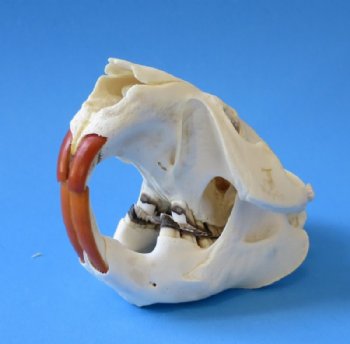 North American Beaver Skulls Wholesale - $28.00 each;  4 pcs @ $25.00 each  