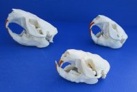 Wholesale A-Grade North American Beaver Skulls - $29.00 each; 6 pcs @ $26.00 each  