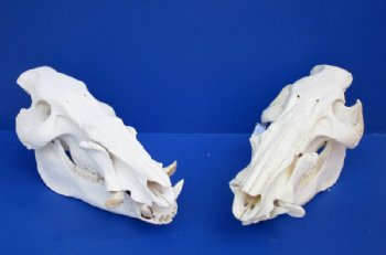 Wholesale African Bushpig skull 13 to 15 inches long. $110.00 each