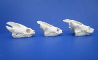Wholesale Common Snapping Turtle Skulls 4 to 4-7/8 inches - $45.00 each