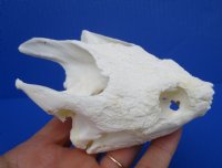 Wholesale Common Snapping Turtle Skulls 4 to 4-7/8 inches - $45.00 each