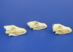 Wholesale Grade B Damaged Coyote Skulls, Craft Grade Coyote Skull 6-1/2" - 8" - 2 pcs @ $20 each; 8 pcs @ $18 each