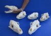 Wholesale A-Grade Coyote Skulls for sale 7-1/2" to 7-3/4" - You will receive the 5 coyote skulls pictured for $32.00 each 