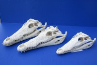 14 inches Wholesale Nile Crocodile Skull - 1 @ $295.00 each; 2 @ $265.00 each (Shipped Adult Signature Required) CITES 263852