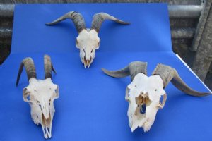 Goat Skulls