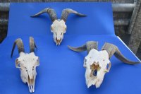 Goat Skulls
