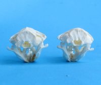 Wholesale gopher skulls for sale 1-1/2" - 2-1/4" (mouth glued shut) - Min: 2 pcs @ $16.00 each; 8 or more @ $14.00 each 