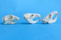 Wholesale gopher skulls for sale 1-1/2" - 2-1/4" (mouth glued shut) - Min: 2 pcs @ $16.00 each; 8 or more @ $14.00 each 